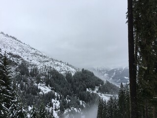 Winter Forest