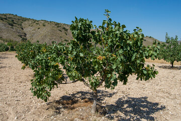 Fototapeta na wymiar Árbol frutal de pistachos pistachero o pistacia vera