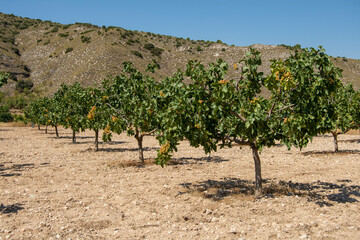 Fototapeta na wymiar Plantación de árboles frutales de pistachos pistachero o pistacia vera