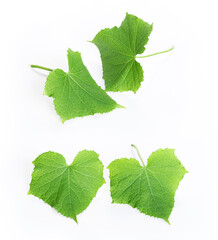 Fototapeta premium Fresh young cucumber leaves, fresh young cucumbers (gherkins) cucumber flowers-2 копия