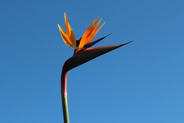 Strelitzia reginae known as the crane flower or bird of paradise close up against a clear blue sky