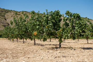 Fototapeta na wymiar Árboles frutales de pistachos pistachero o pistacia vera