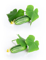 Fresh young cucumber leaves, fresh young cucumbers (gherkins) cucumber flowers-2 копия