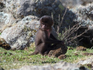 Closeup portrait of baby Gelada Monkey (Theropithecus gelada) playing with dung looking straight at camera Semien Mountains Ethiopia