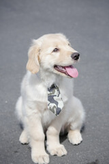 O golden retriever é uma raça canina do tipo retriever originária da Grã-bretanha, e foi desenvolvida para a caça de aves aquáticas.