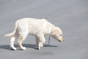 O golden retriever é uma raça canina do tipo retriever originária da Grã-bretanha, e foi...