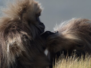 Closeup portrait of two Gelada Monkey (Theropithecus gelada) grooming Semien Mountains Ethiopia