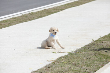 O golden retriever é uma raça canina do tipo retriever originária da Grã-bretanha, e foi...