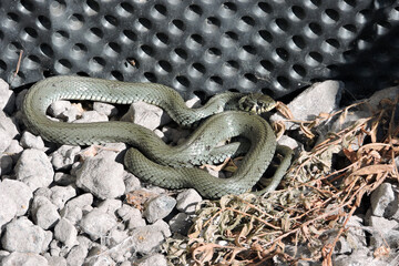 A green grass snake basking in the sun on grey stones, black dimpled foil in the background