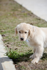 O golden retriever é uma raça canina do tipo retriever originária da Grã-bretanha, e foi desenvolvida para a caça de aves aquáticas.