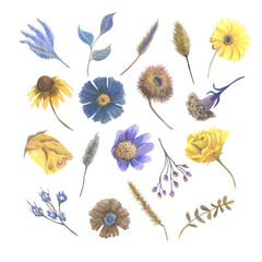 Set with different  blue, yellow and brown flowers cut out on white  background. Made in the technique of colored pencils. Hand drawn.
