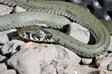 A portrait of a green grass snake flicking out its forked tongue while basking in the sun on grey stones, black dimpled foil in the background