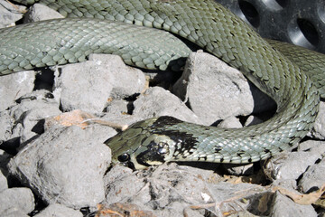 A portrait of a green grass snake basking in the sun on grey stones, black dimpled foil in the background
