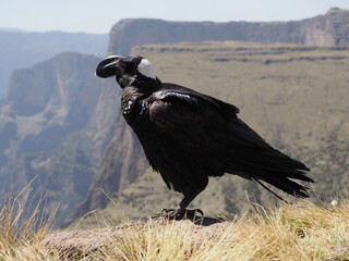 Closeup portrait of Thick-billed raven (Corvus crassirostris) resting against backdrop of Semien Mountains, Ethiopia