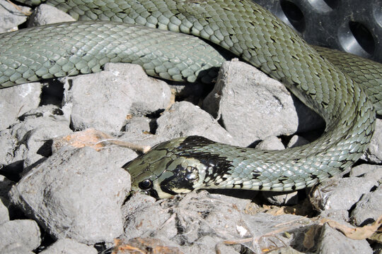 A portrait of a green grass snake basking in the sun on grey stones, black dimpled foil in the background