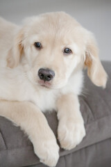 O golden retriever é uma raça canina do tipo retriever originária da Grã-bretanha, e foi...