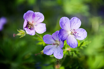 forget me not flowers