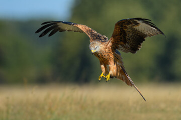 Bird patrolling the meadow on a sunny day, Red Kite