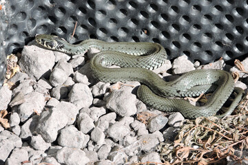 A green grass snake basking in the sun on grey stones, black dimpled foil in the background