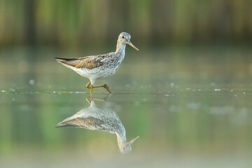 Obraz premium Looking for food in the water, Common Greenshank