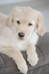 O golden retriever é uma raça canina do tipo retriever originária da Grã-bretanha, e foi...