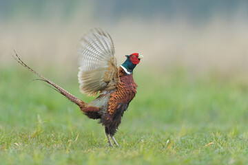 Spring singing in the meadows, Common Pheasant