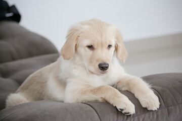 O golden retriever é uma raça canina do tipo retriever originária da Grã-bretanha, e foi desenvolvida para a caça de aves aquáticas.