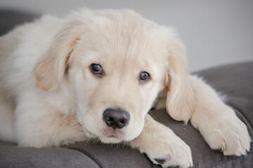 O golden retriever é uma raça canina do tipo retriever originária da Grã-bretanha, e foi...