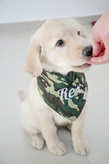 O golden retriever é uma raça canina do tipo retriever originária da Grã-bretanha, e foi...