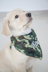 O golden retriever é uma raça canina do tipo retriever originária da Grã-bretanha, e foi...