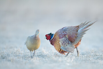 Mating dance in the meadow in spring time, Common Pheasant