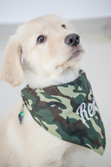 O golden retriever é uma raça canina do tipo retriever originária da Grã-bretanha, e foi...