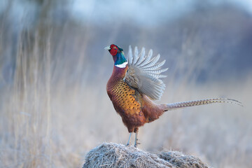 Spring singing in the meadows, Common Pheasant