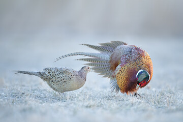 Mating dance in the meadow in spring time, Common Pheasant