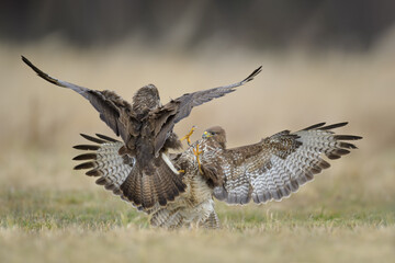 Predators fighting in the meadow, Common Buzzard