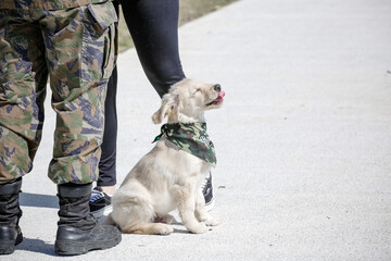 O golden retriever é uma raça canina do tipo retriever originária da Grã-bretanha, e foi...