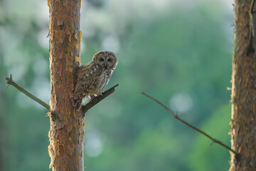 An adult owl sits on a branch in the spring season, Tawny Owl