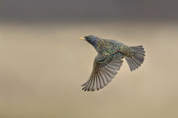 Fall flight to the meadow, Common Starling