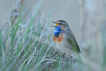 A singing male in the mating season in the reed area, Bluethroat
