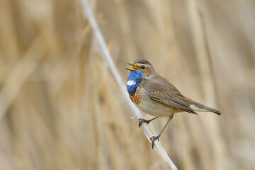 A singing male in the mating season in the reed area, Bluethroat