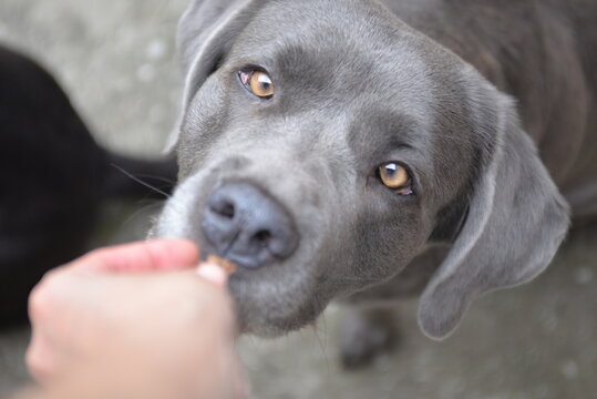 Grauer Hund nimmt Futter aus der Hand