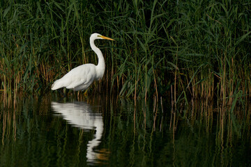 Great White Egret (Ardea alba) hunting amongst the reed along the edge of a lake at Ham Wall in Somerset, United Kingdom. 