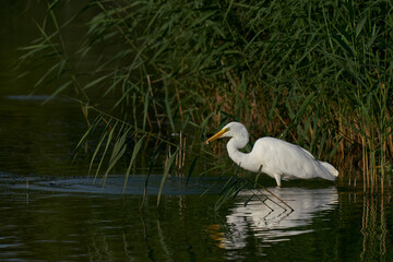Great White Egret (Ardea alba) hunting amongst the reed along the edge of a lake at Ham Wall in Somerset, United Kingdom. 