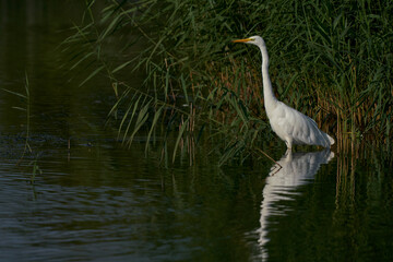 Great White Egret (Ardea alba) hunting amongst the reed along the edge of a lake at Ham Wall in Somerset, United Kingdom. 