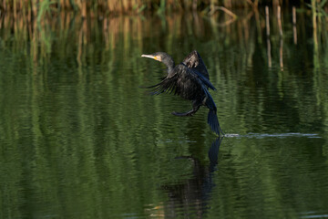 Cormorant (Phalacrocorax carbo) landing on a lake at Ham Wall in Somerset, United Kingdom. 