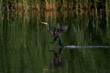 Cormorant (Phalacrocorax carbo) landing on a lake at Ham Wall in Somerset, United Kingdom. 