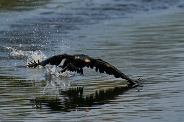 Obraz premium Cormorant (Phalacrocorax carbo) taking off from a lake at Ham Wall in Somerset, United Kingdom. 