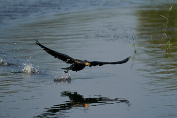 Cormorant (Phalacrocorax carbo) taking off from a lake at Ham Wall in Somerset, United Kingdom. 