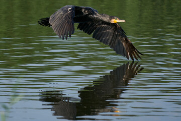 Cormorant (Phalacrocorax carbo) flying low over a lake at Ham Wall in Somerset, United Kingdom. 