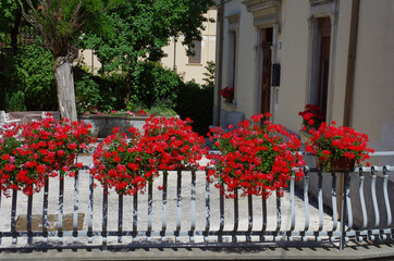 Pots with red geranium flowers on display on a sunny terrace herald summer